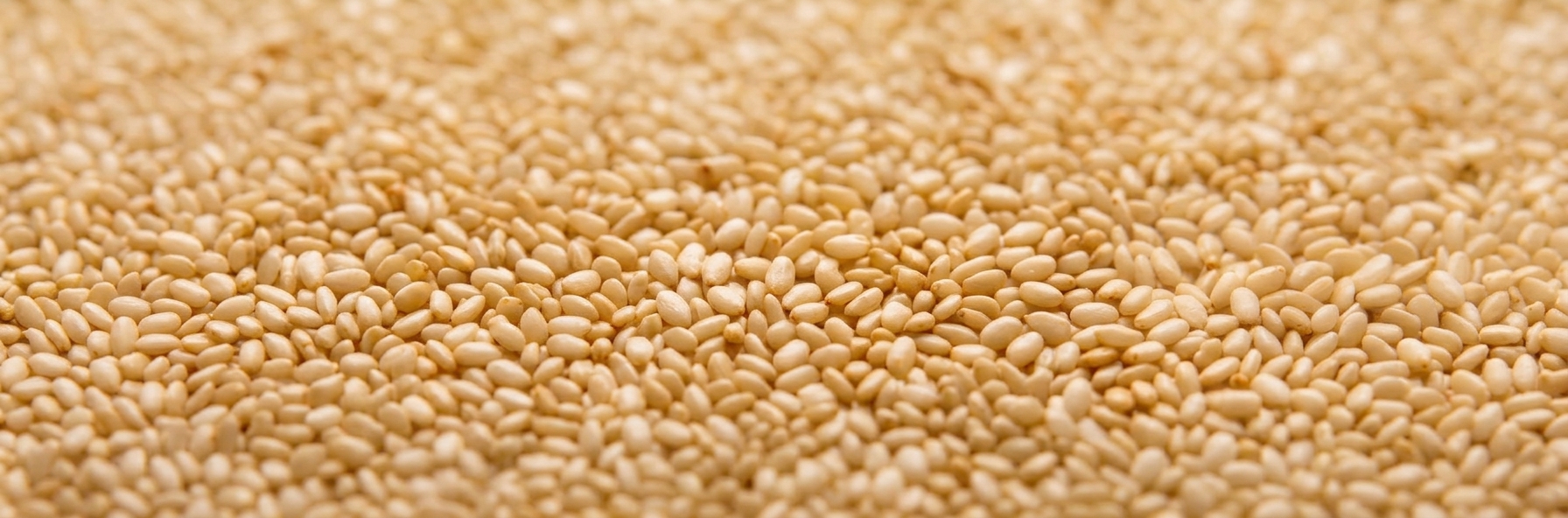 Sesame seeds are considered an essential food in vegan and vegetarian diets for their source of calcium. They are rich in lecithin, which acts as an emulsifier and helps break down fats. Promotes the functioning of the digestive system and protects the bacterial flora and makes the nervous system stronger